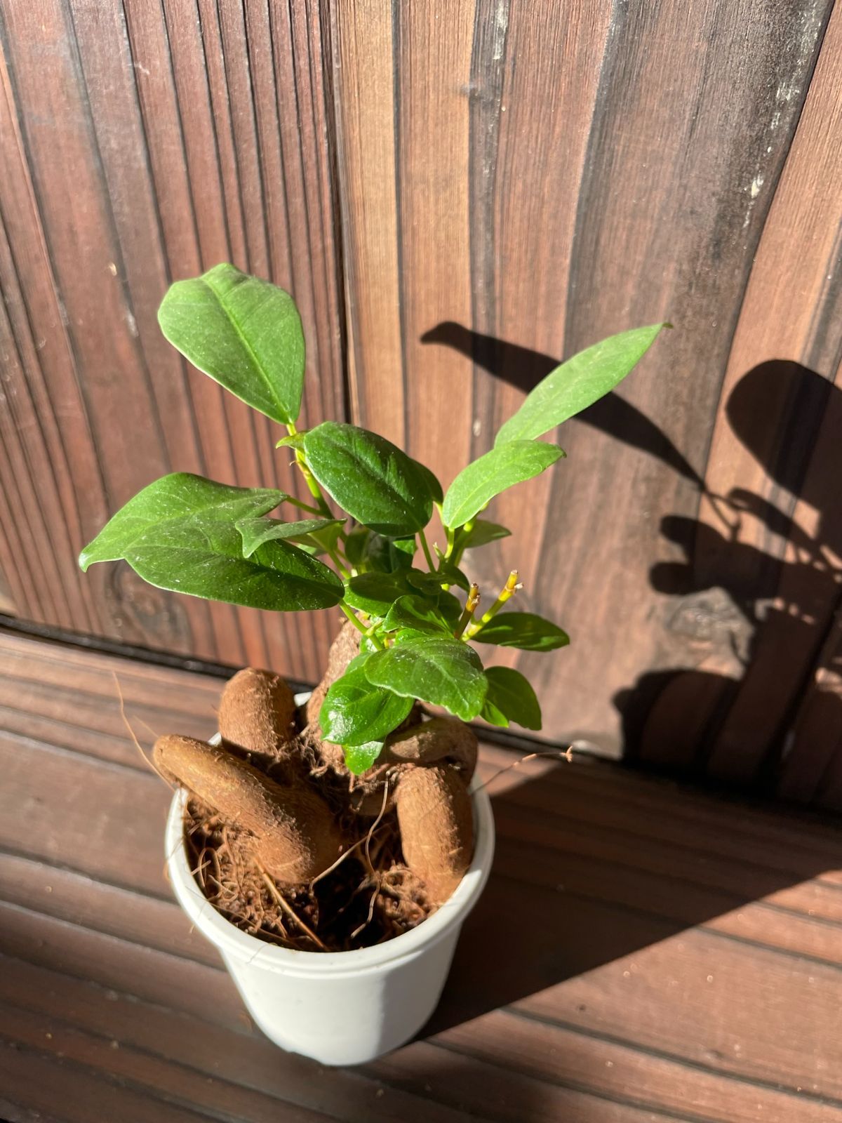 オンラインショップ 新品 未使用 多幸の木 ガジュマル フィカス B 植物 観葉植物 Www Afdservex Es Www Afdservex Es