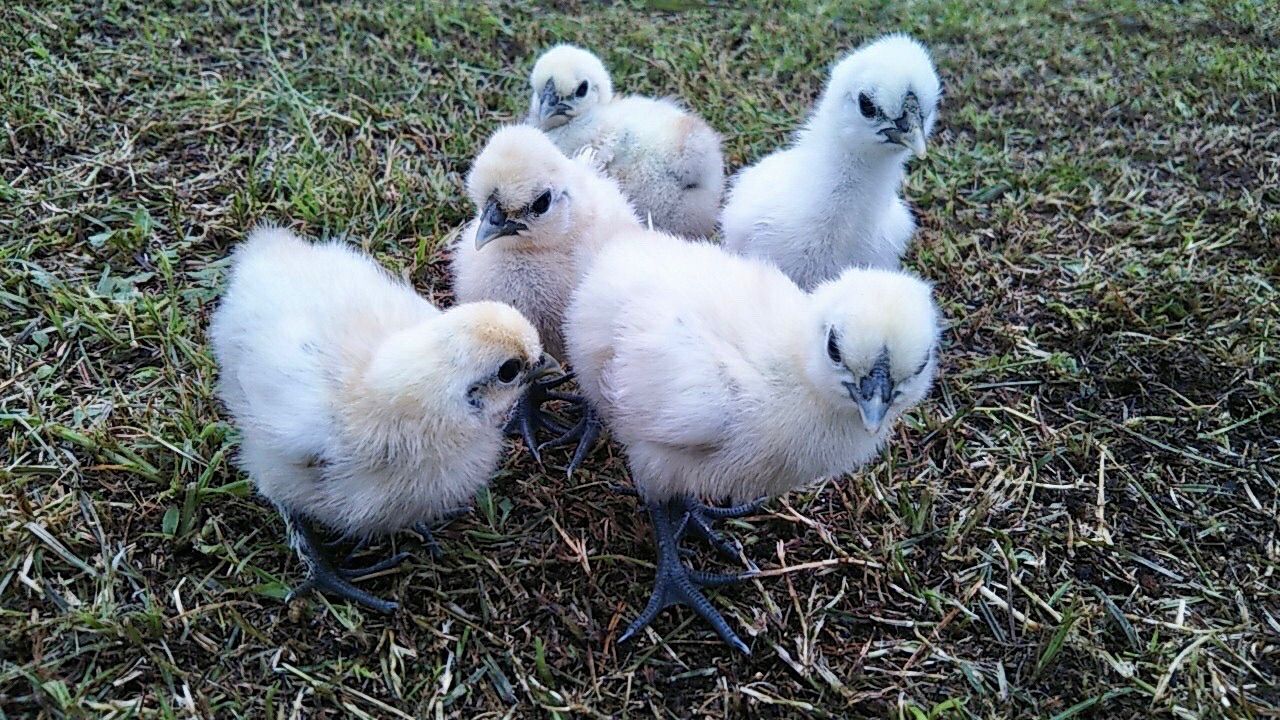 東京烏骨鶏の卵 烏骨鶏 ニワトリ 放し飼い 平飼い有精卵 TKG 濃厚卵かけご飯 送料無料 15個セット - メルカリ