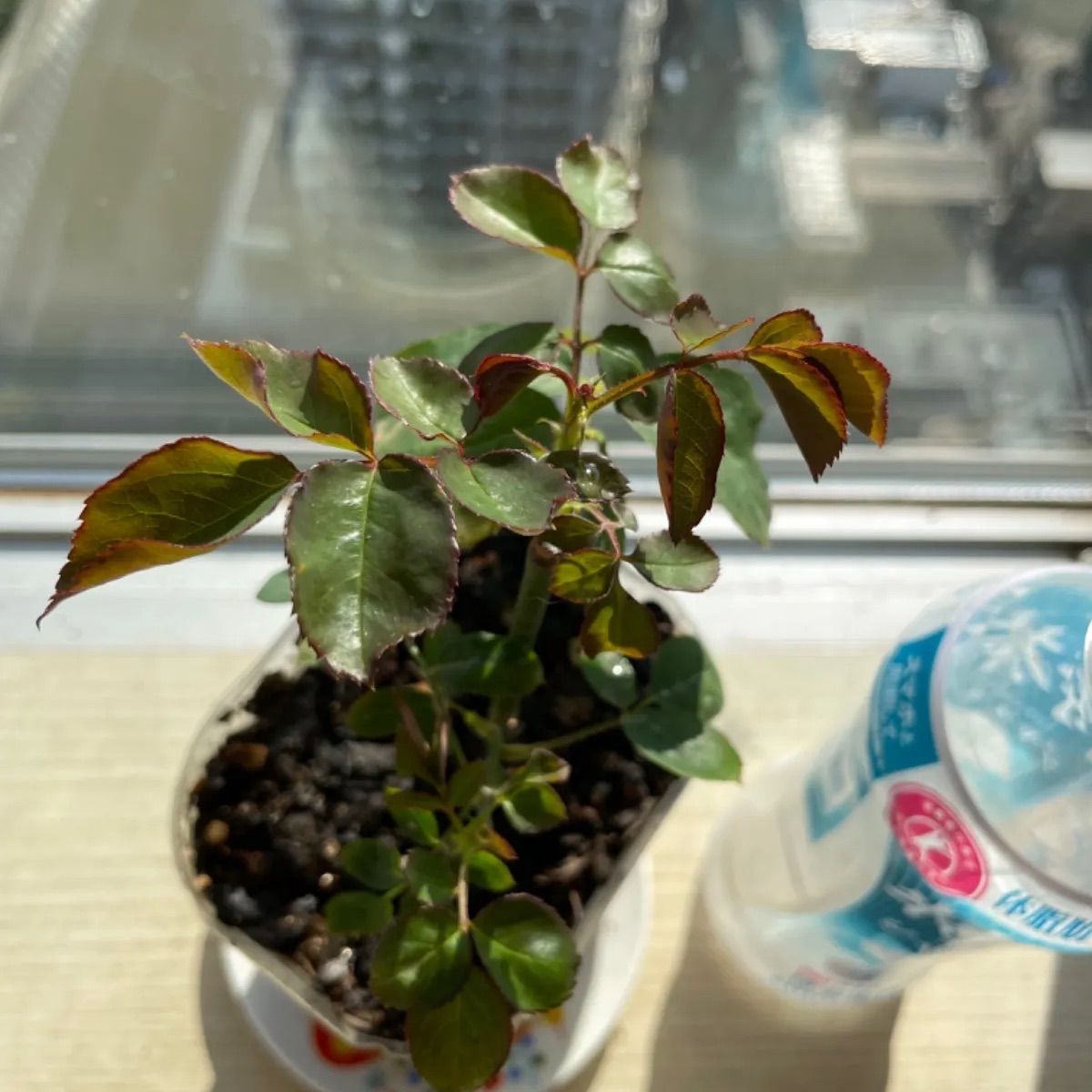 入手困難 超強香 心を揺さぶる美しい和バラ苗 数量限定 - メルカリ