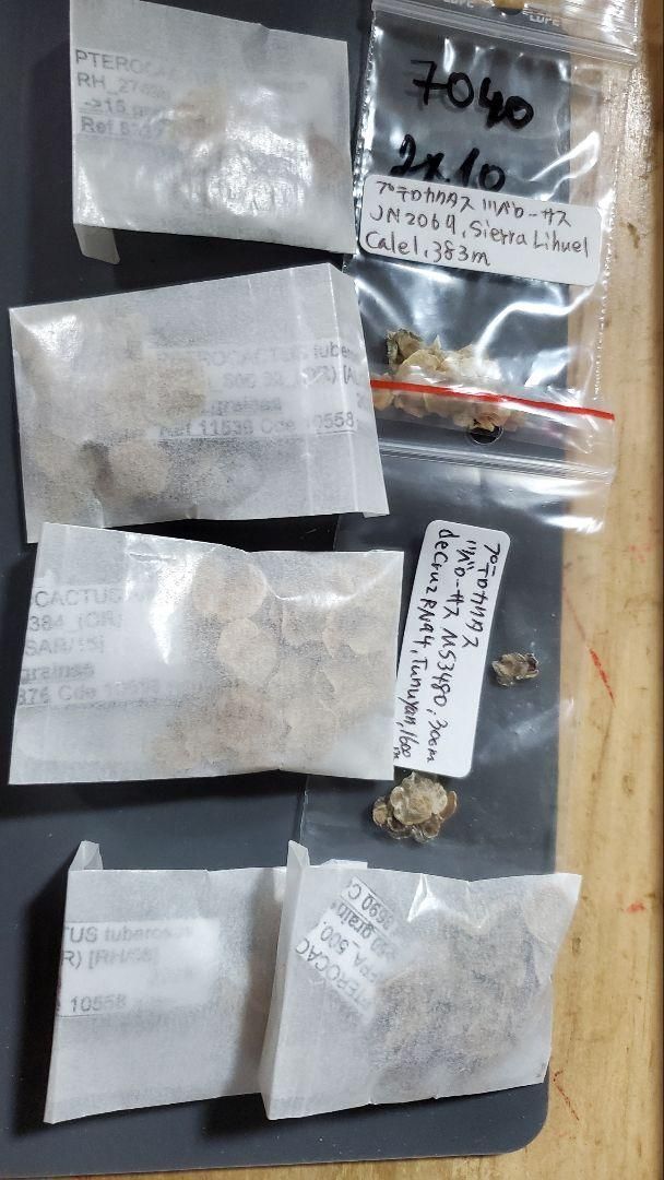 プテロカクタス