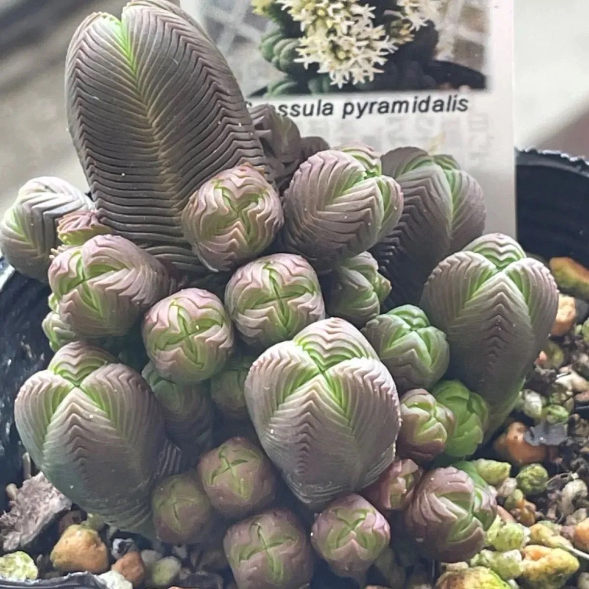 ダルマ緑塔 抜き苗