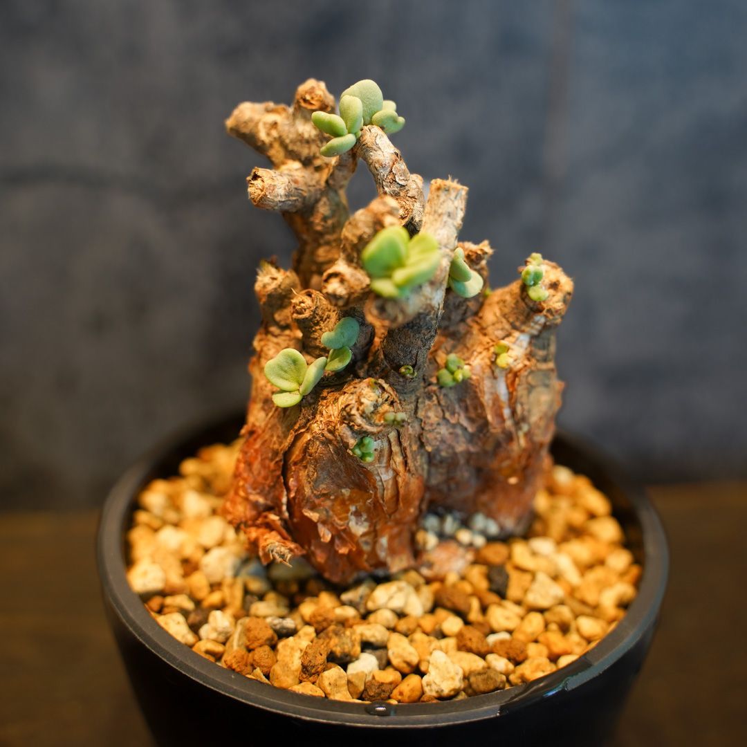 超大株】ケラリア ピグマエア／Ceraria pygmaea