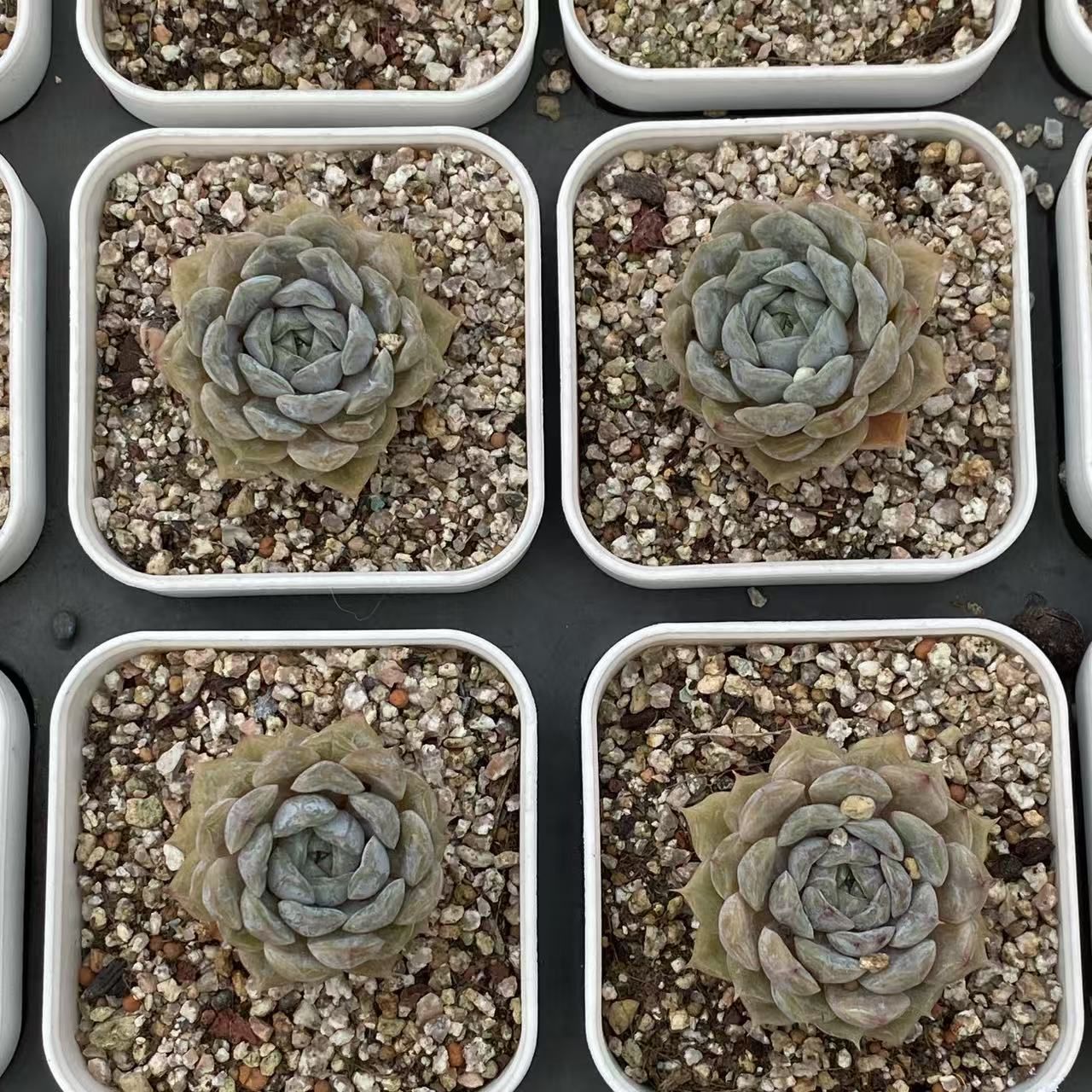 3苗セット フラワー・ガーデニング 【35株の抜き苗セット