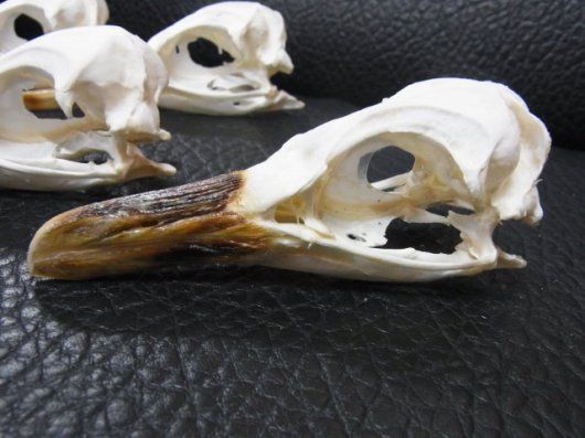 貴重！マゼランペンギン 頭骨 - メルカリ