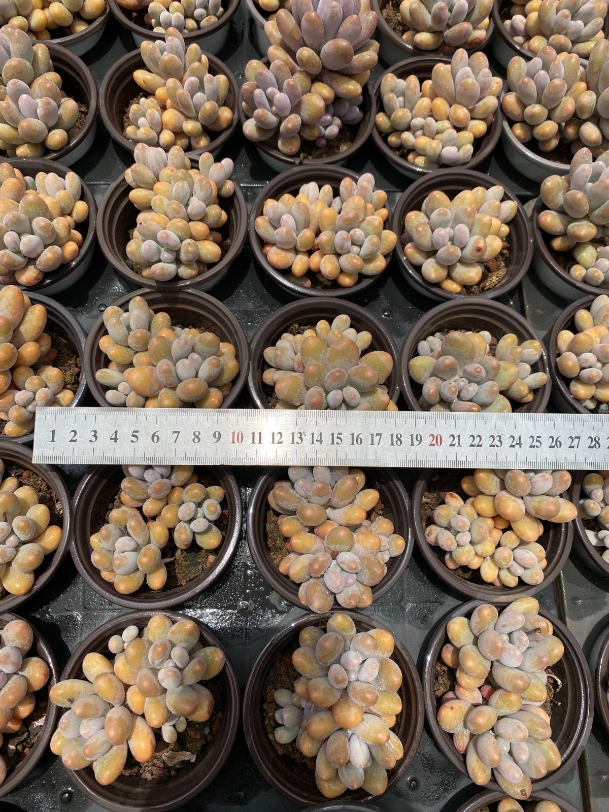 韓国苗入荷 多肉 新入荷】エケべリア韓国苗 スノーライン 多肉植物 s_6104