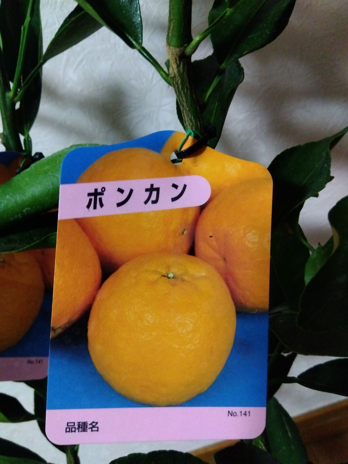 ポンカン苗木 2株セット みかん苗木 - メルカリ ポンカン苗木 2株セット みかん苗木 - メルカリ