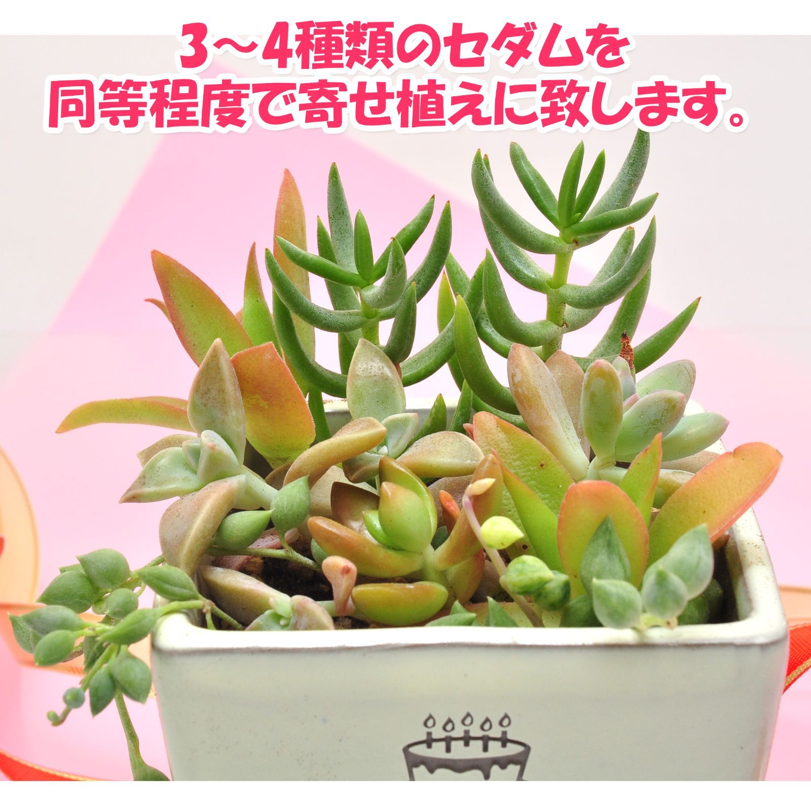 多肉73　バニラココ　札付き　ポットごとメルカリ便 多肉73 バニラココ 札付き ポットごとメルカリ便 - メルカリ