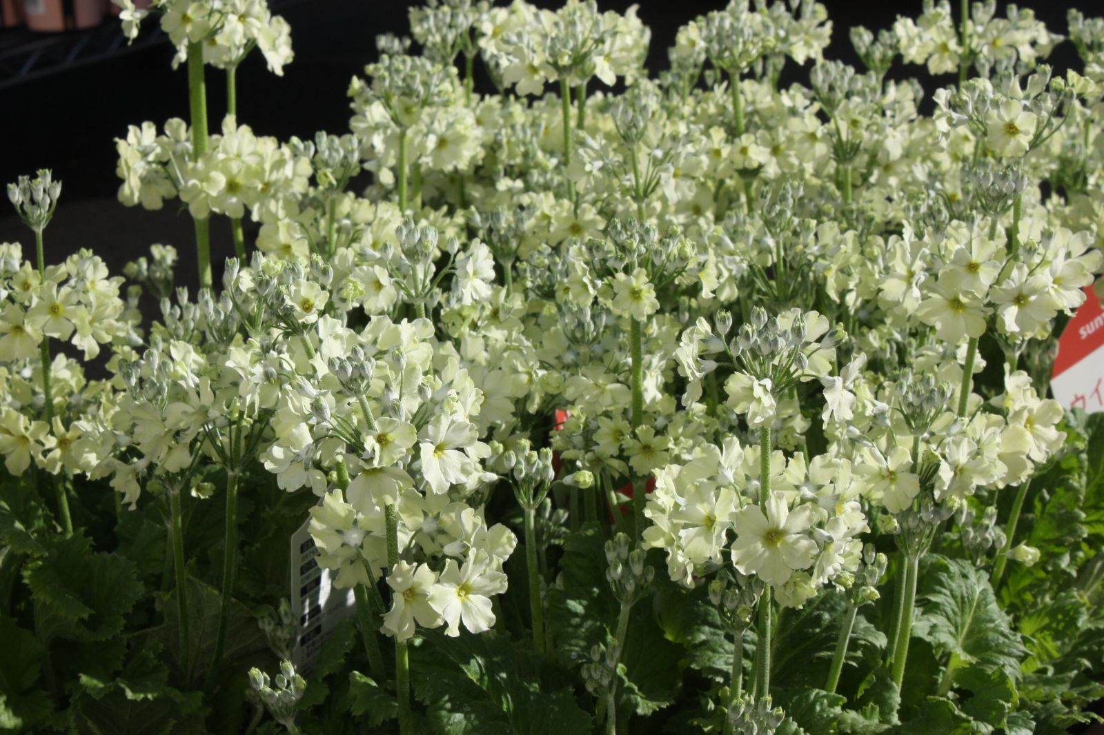 大苗♪サントリー♪ 『ウィンティー♡ライムグリーン♡』 限定5鉢