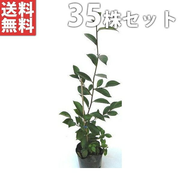 苗/苗木 【35本セット】 サカキ 樹高0.3m前後 10.5cmポット （さかき アカメ 赤芽 ホンサカキ 榊 本榊） 常緑樹 苗木 苗 植木 庭木 生け垣 kb 35本 35