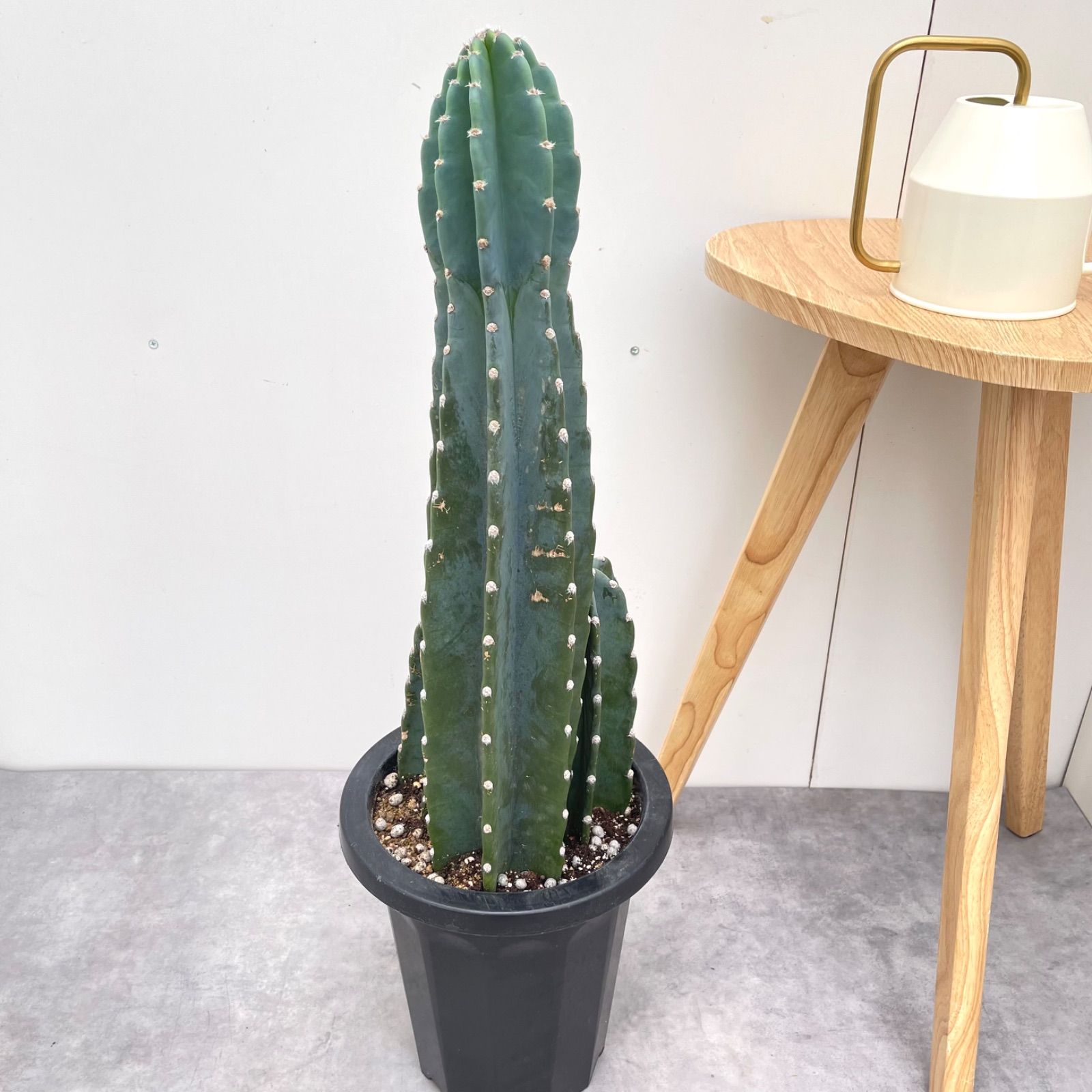 柱サボテン 3本立て 2【現品】観葉植物 ドライガーデン 大型 柱サボテン 3本立て 2【現品】観葉植物 ドライガーデン 大型