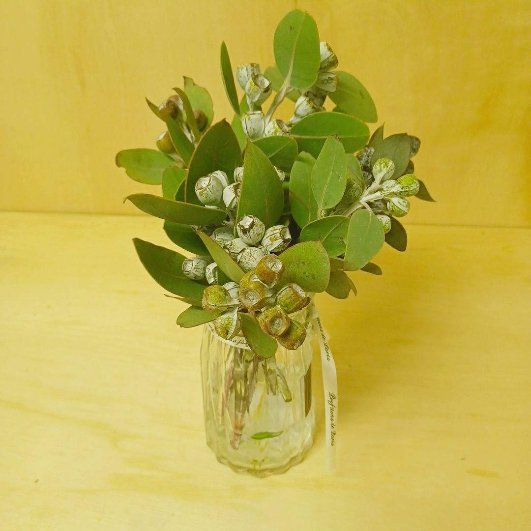 4.テトラゴナナッツ　フレッシュ生花　ユーカリ 2.テトラゴナナッツ フレッシュ生花 ユーカリ 4.テトラゴナナッツ