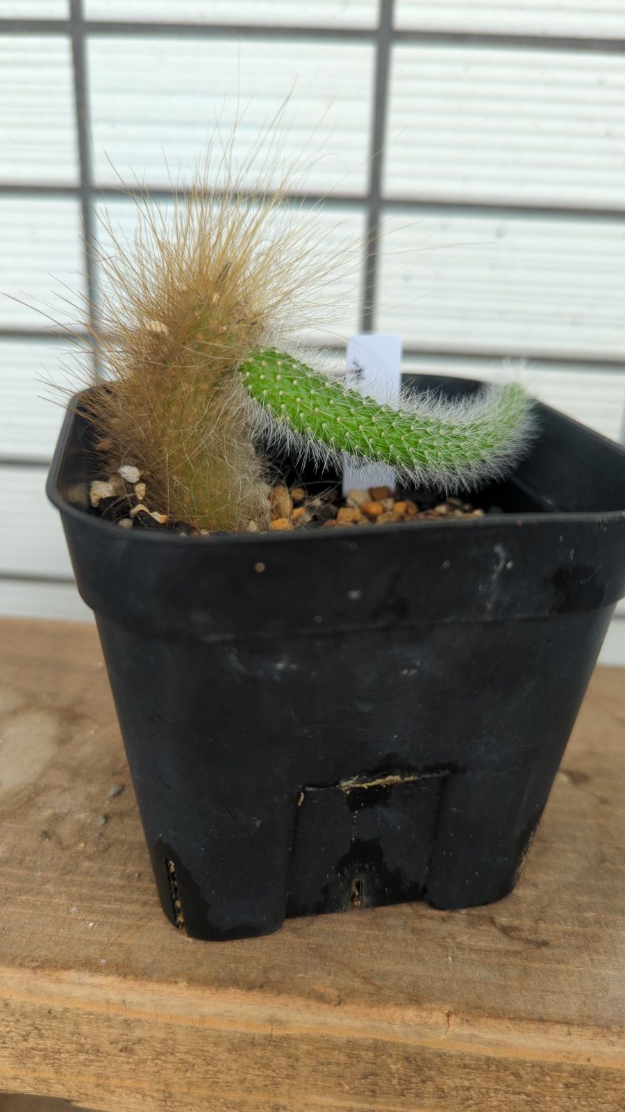 多肉植物 紐サボテン ヒルデウィンテラ カラデニモノニス猫の