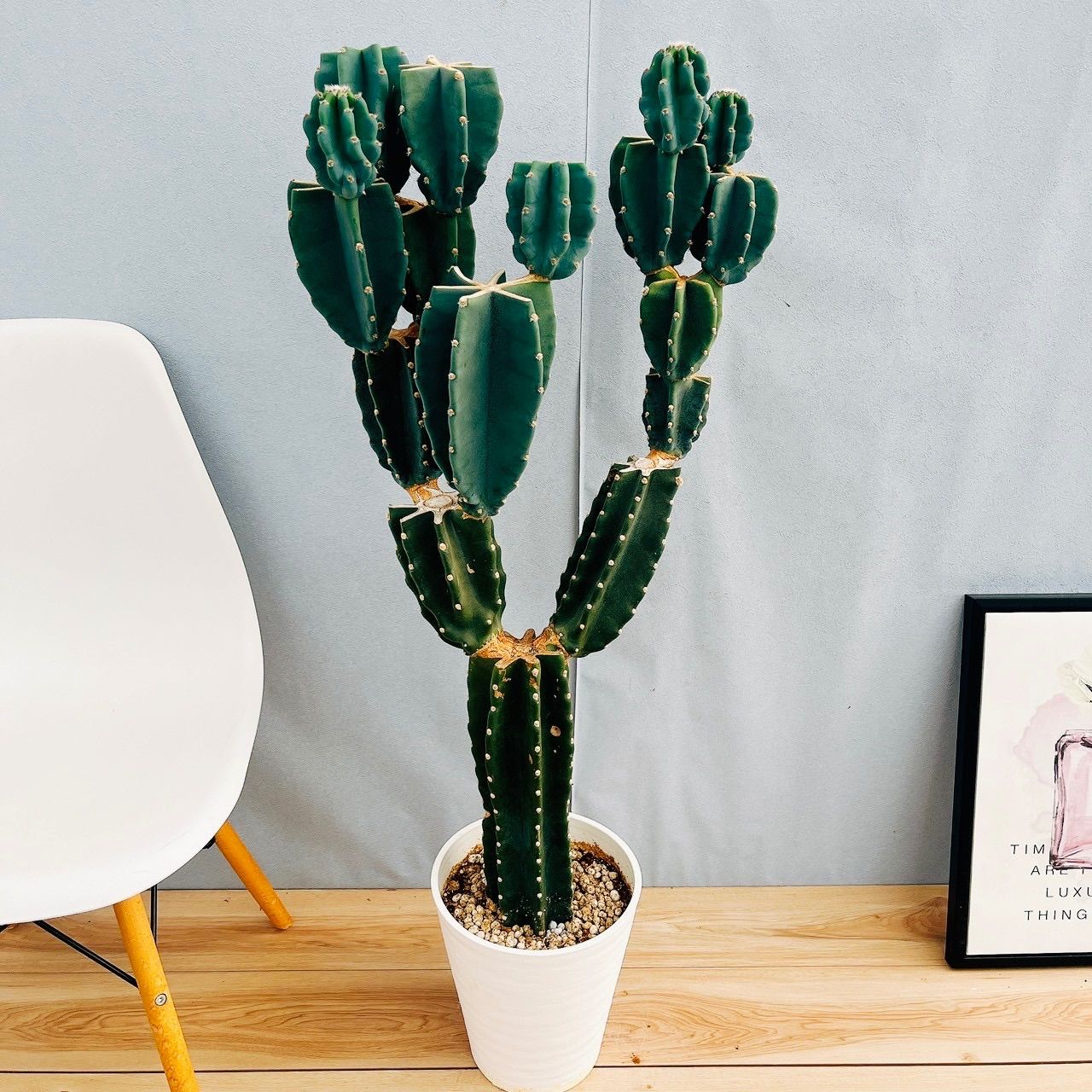 協働的パートナーシップによるケア 援助関係におけるバランス (看護学