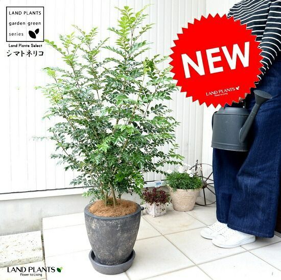 シマトネリコ　大株　【品番3419】 シマトネリコ 大株 【品番3419】