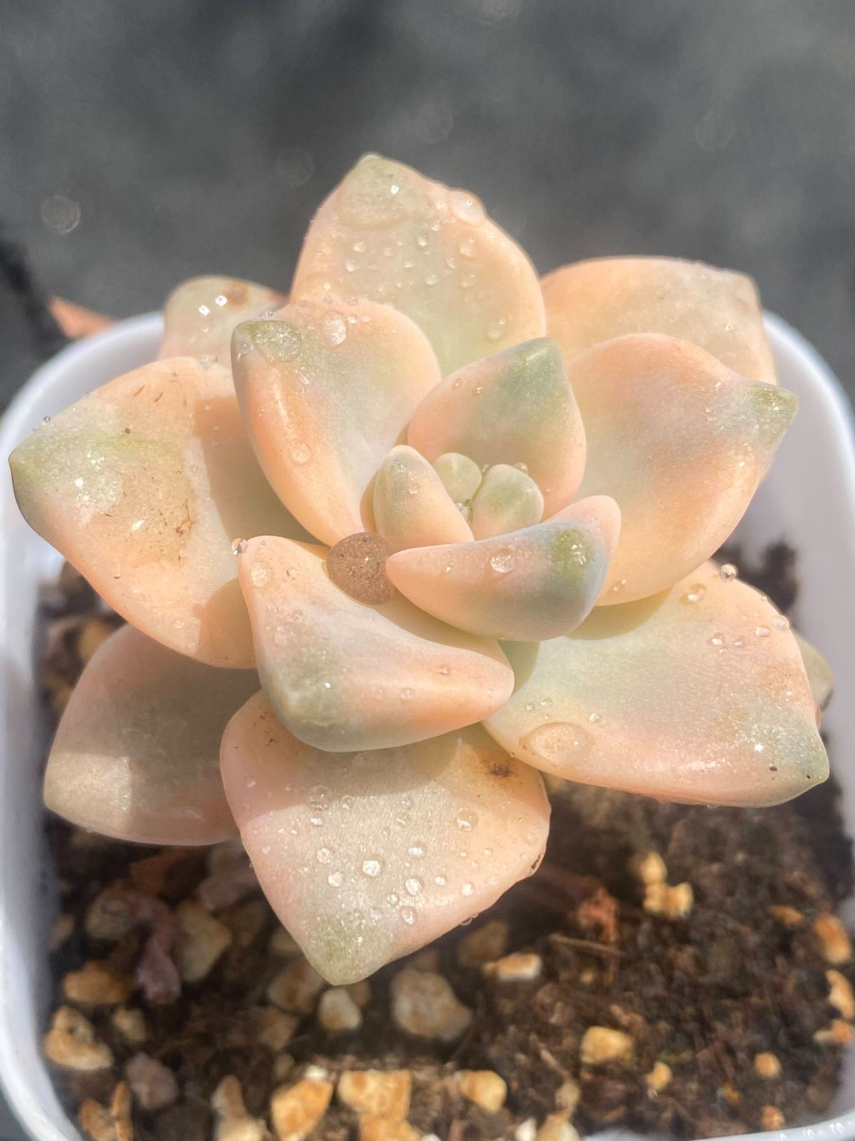 多肉植物 エケベリア