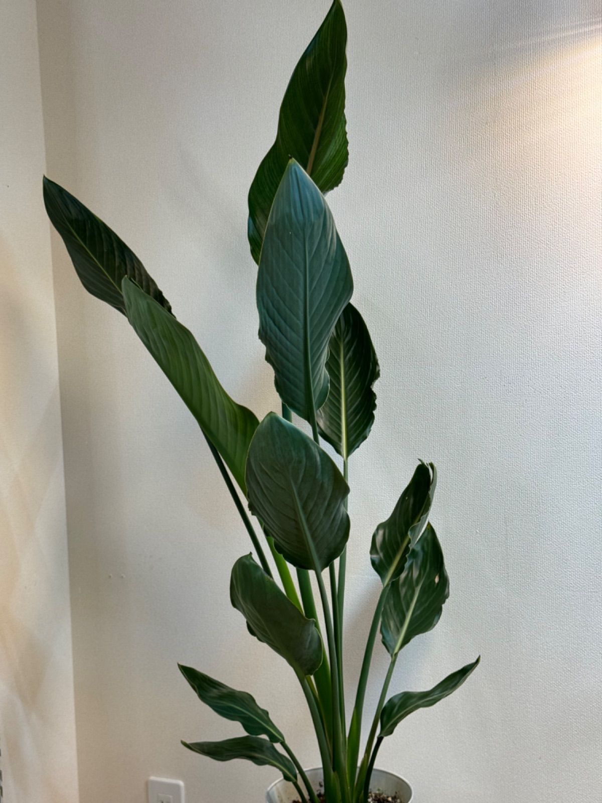 ❣️入荷❣️ストレチア レギネ ❣️8号鉢 【公式通販】