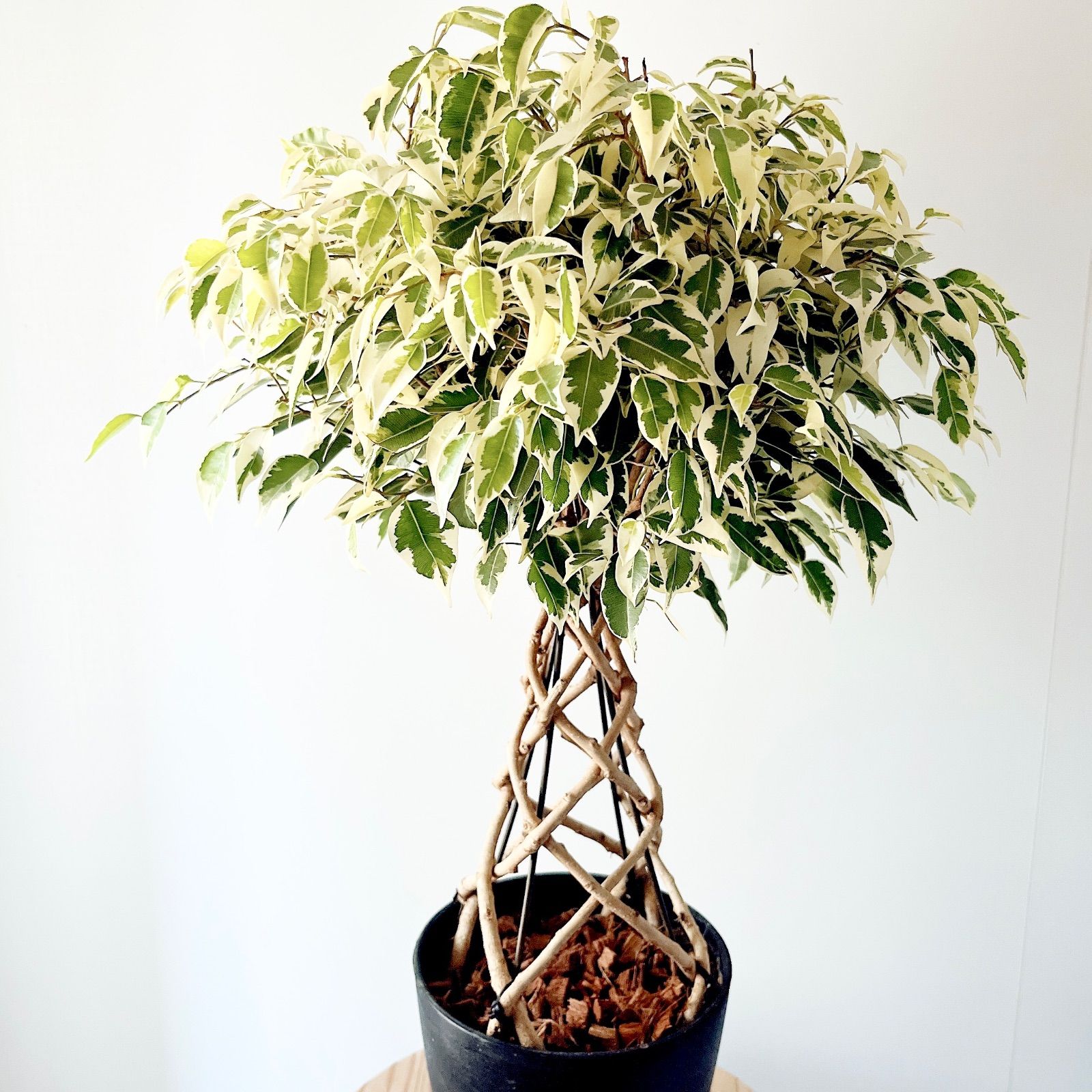 現品のみ】フィカス ベンジャミン スターライト 8本編み 観葉植物 室内