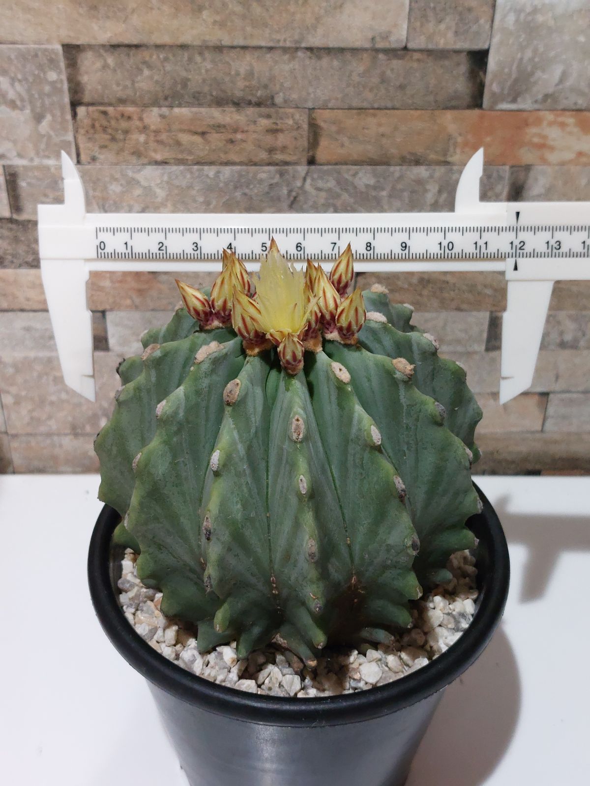 【美株】刺無王冠竜 サボテン フェロカクタス