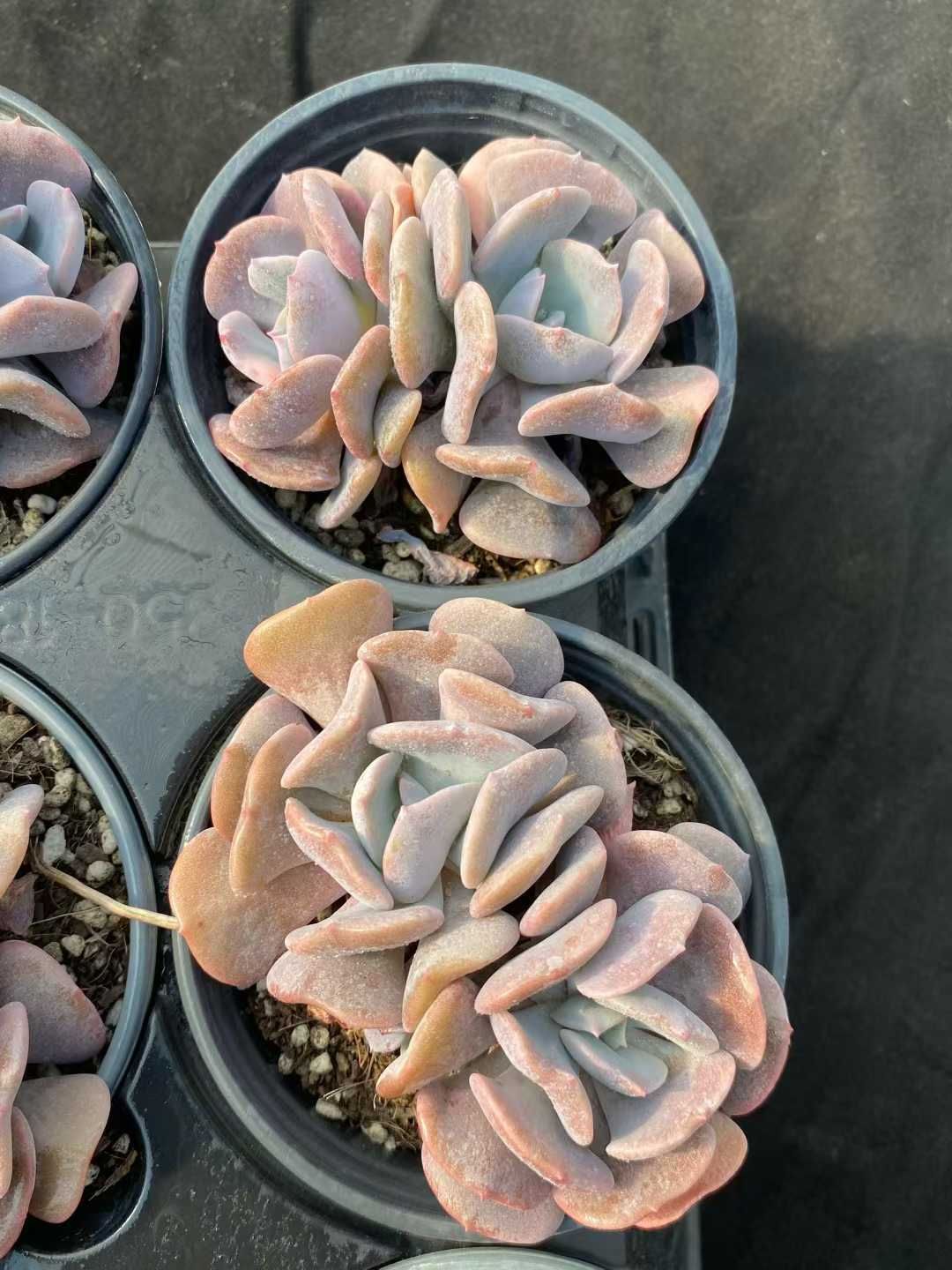 スノー妖精2頭 多肉植物