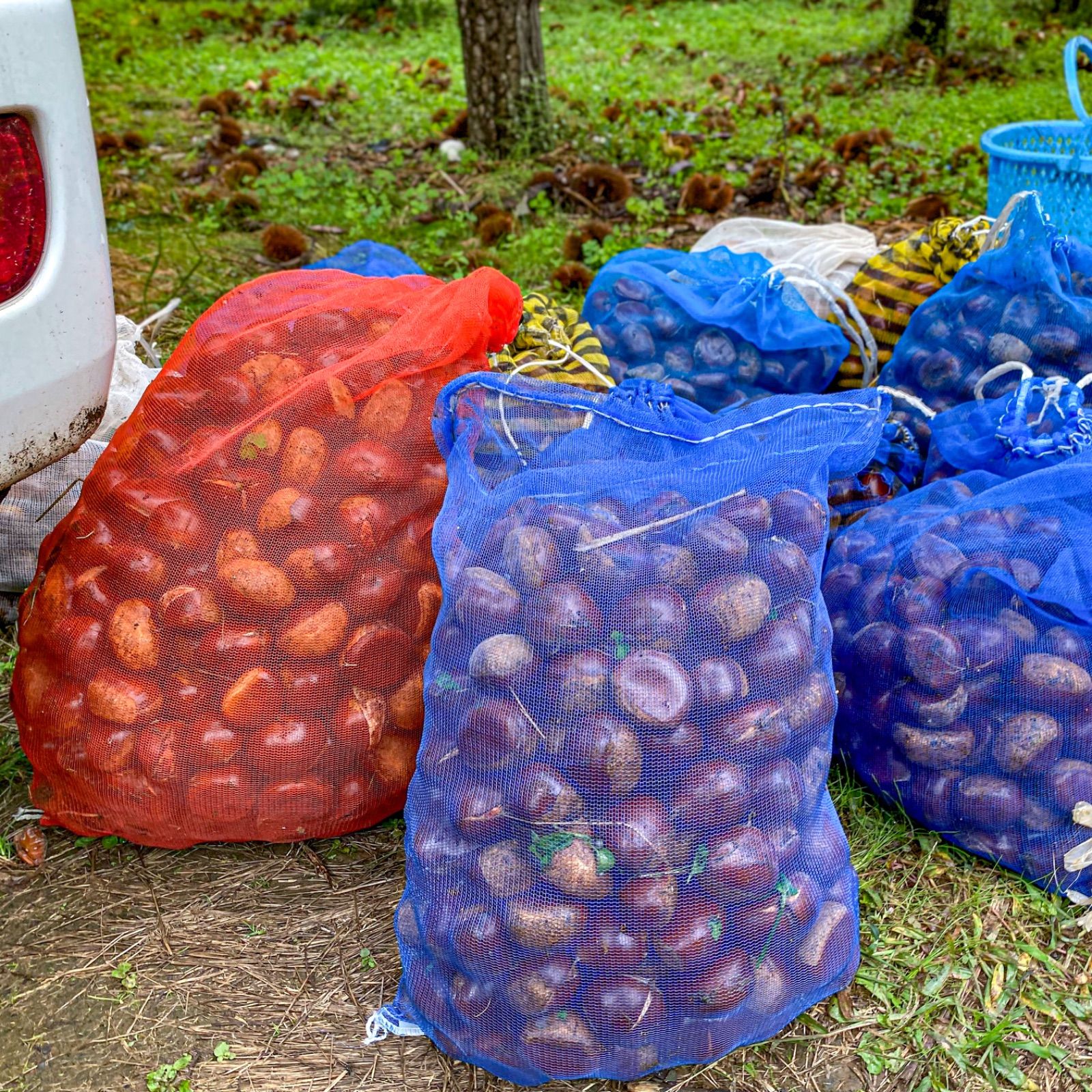 山里の栗（1.4kg） - 果物