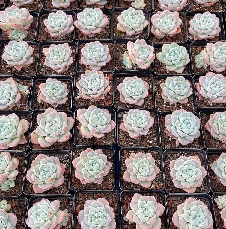 セール！多肉☆スターマーク3頭群生・大株・抜き苗 楽天市場】農園直売 多肉植物 寄せ植え エケベリア属 Star Mark