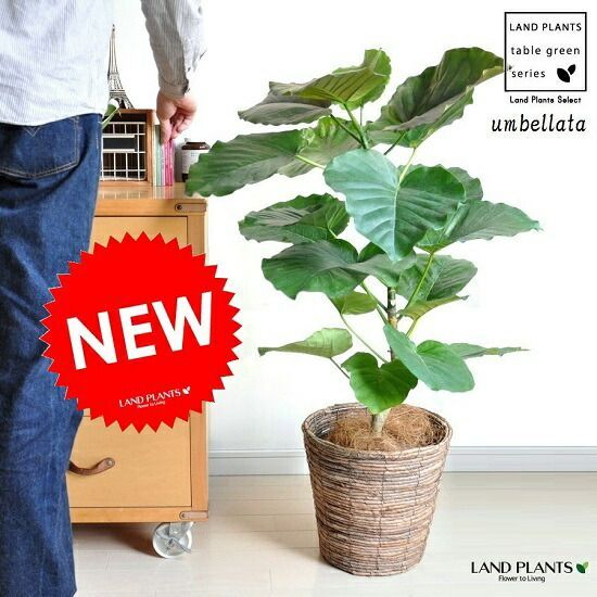 ②　ユッカ　リギダ　10号　特大苗木最高等級極上品びっくり‼️ ② ユッカ リギダ 10号 特大苗木最高等級極上品びっくり‼️