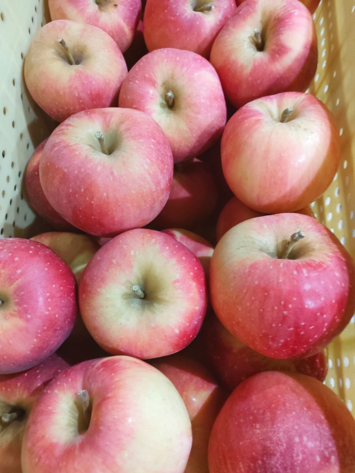 さくら♡ ☆SAKURA様☆確認用 ヒマラヤ桜|スポット | 【公式】熱海市の観光