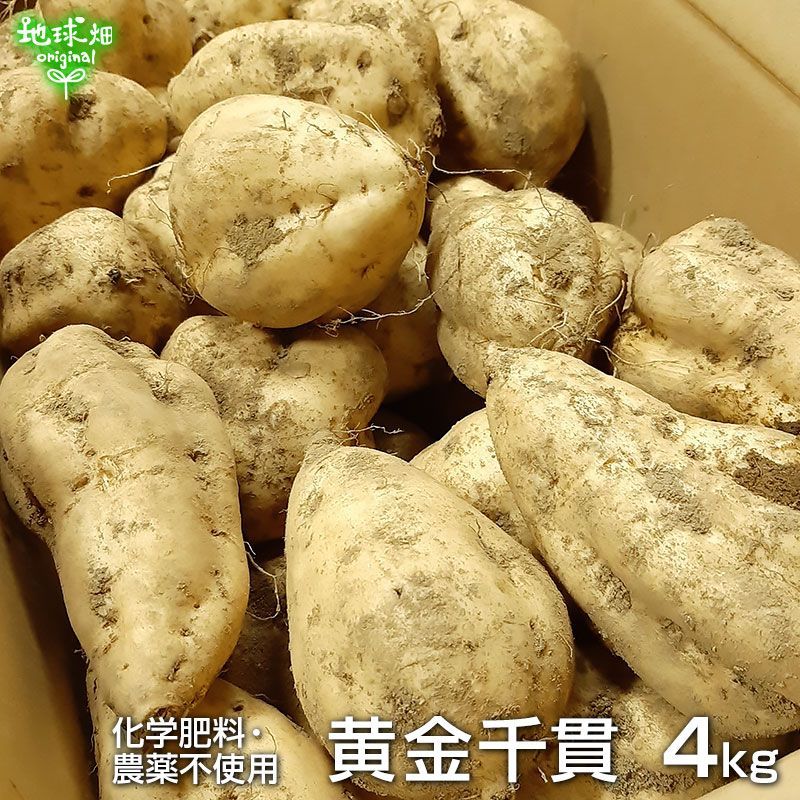 黄金千貫 4kg 鹿児島県産 化学肥料・農薬不使用 土付 1本100～500g さつまいも 薩摩芋 サツマイモ からいも こがねせんがん 国産 無農薬  発送期間10中旬～11月 - メルカリ