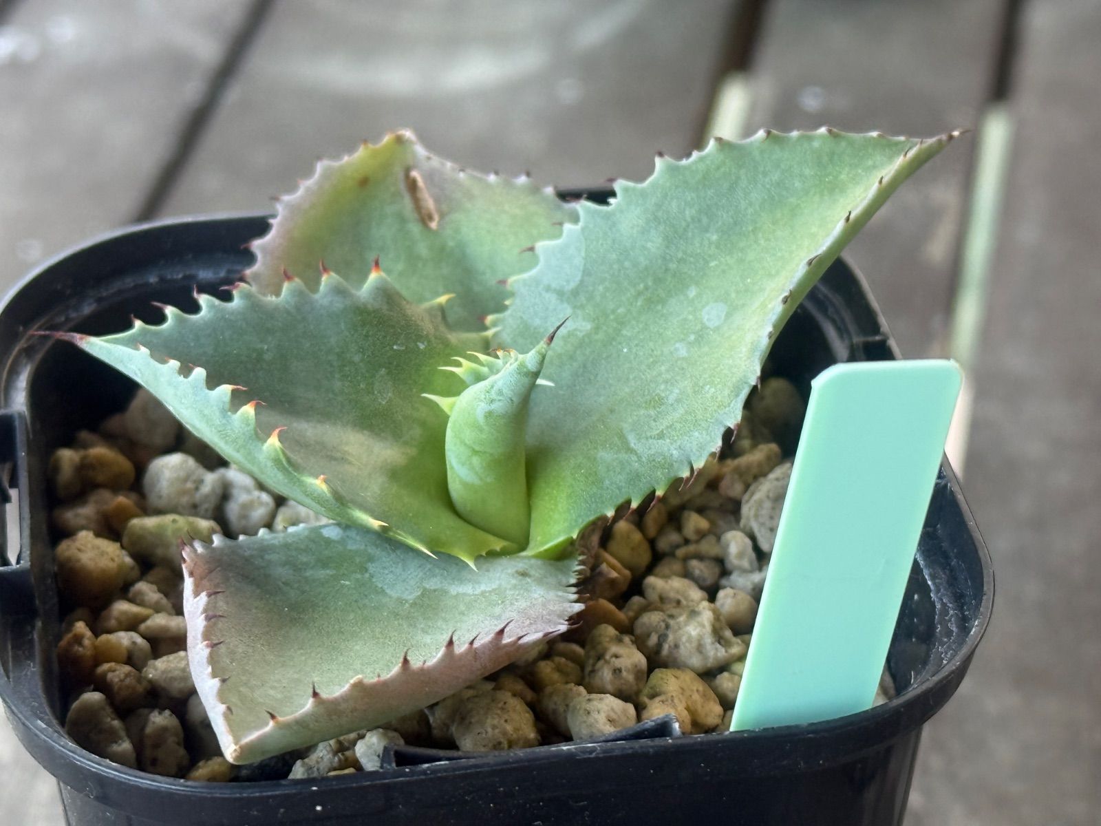 アガベ　ジプソフィラ✖︎ポタトラム　『ハイブリッド』　イシスメンシス アガベ ジプソフィラ✖︎ポタトラム 『ハイブリッド』 イシスメンシス