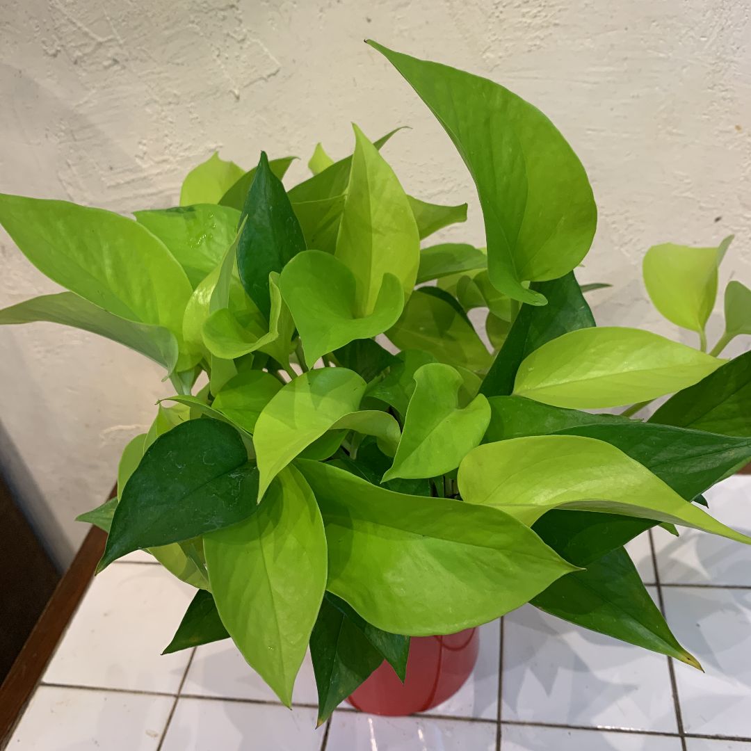 maru.com様専用♡ポトスエクセレント♡5号♡ニ鉢♡お鉢ごと