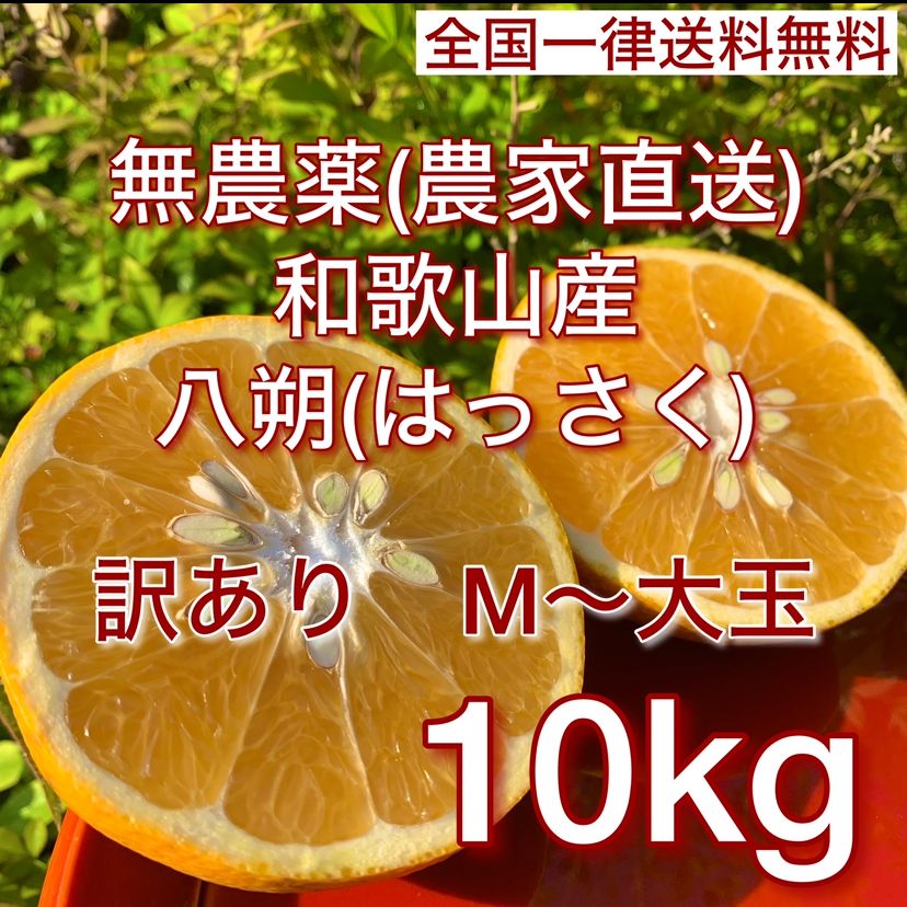 農薬不使用 八朔 訳あり 8kg 和歌山県産 - 果物