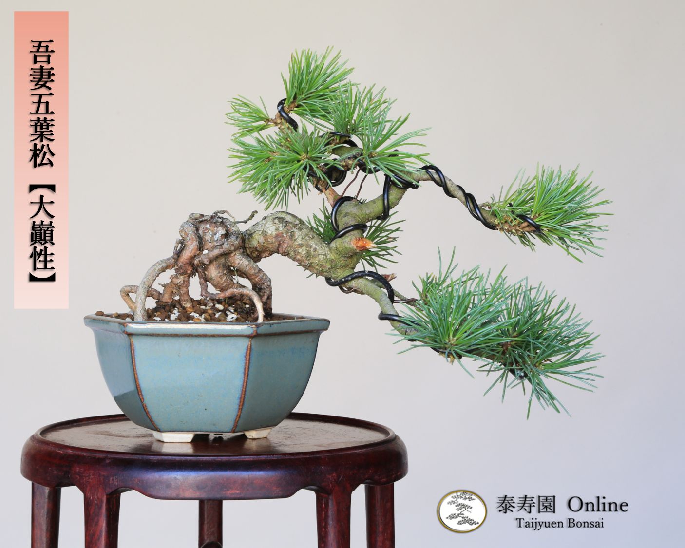 吾妻五葉松【大巓性】ダイテンショウ 実生 根上り懸崖づくり 小品盆栽【泰寿園 Online】現品 一点物 盆栽 松柏 室内 鑑賞 趣味 卓上盆栽 盆栽鉢 グリーン 和 ギフト プレゼント 贈答品 ミニ盆栽 誕生日 母の日 父の日 敬老の日 記念日 お祝い 18