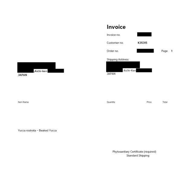 1000粒 ユッカ ロストラータ 種 種子 植物検疫証明書