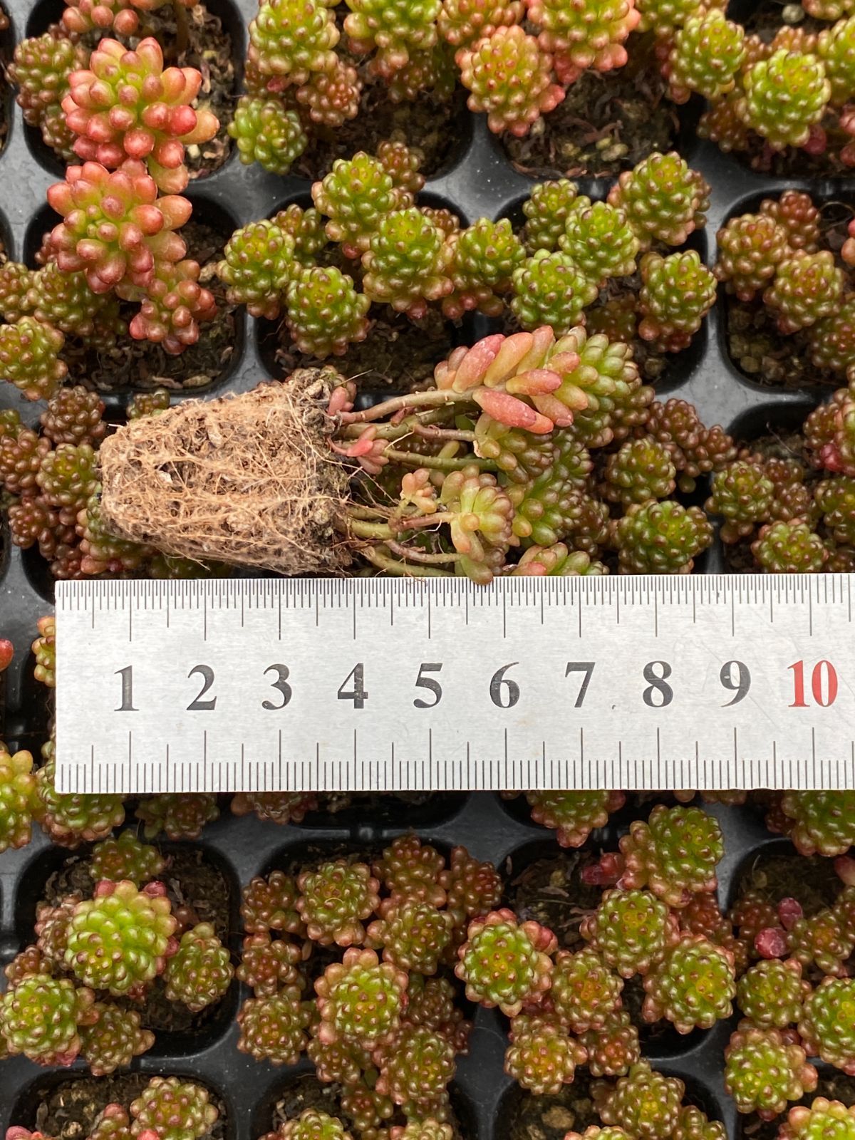 新入荷 土付き レッドベリー QS6×105苗 多肉植物 詰め合わせ エケベリア 韓国苗