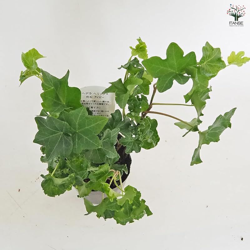 ウコギ科ヘデラ属