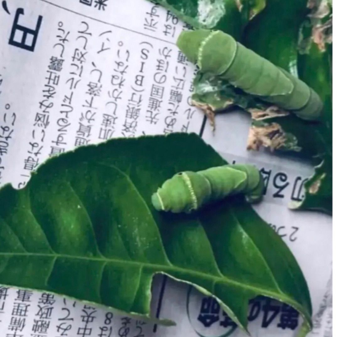 お茶に チョウの幼虫のお食事に 無消毒 農薬 化学肥料 除草剤不使用の 春の新芽 柑橘類の葉 枝付き も 約20本 葉 約