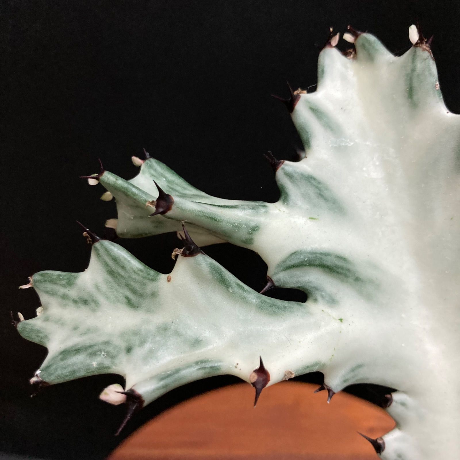 【美形】ユーフォルビア ホワイトゴースト #8 / 観葉植物 サボテン 多肉植物-8