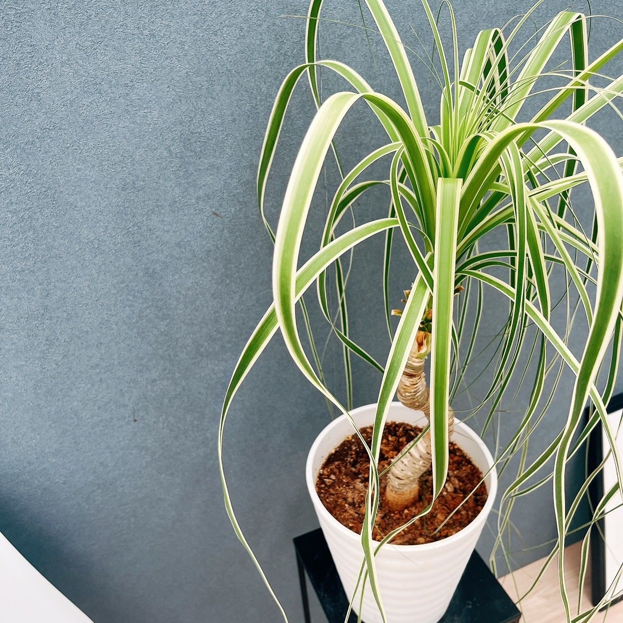 現品］【珍しい】F ブコニア レクルバータ バリエガータ 7号 観葉植物