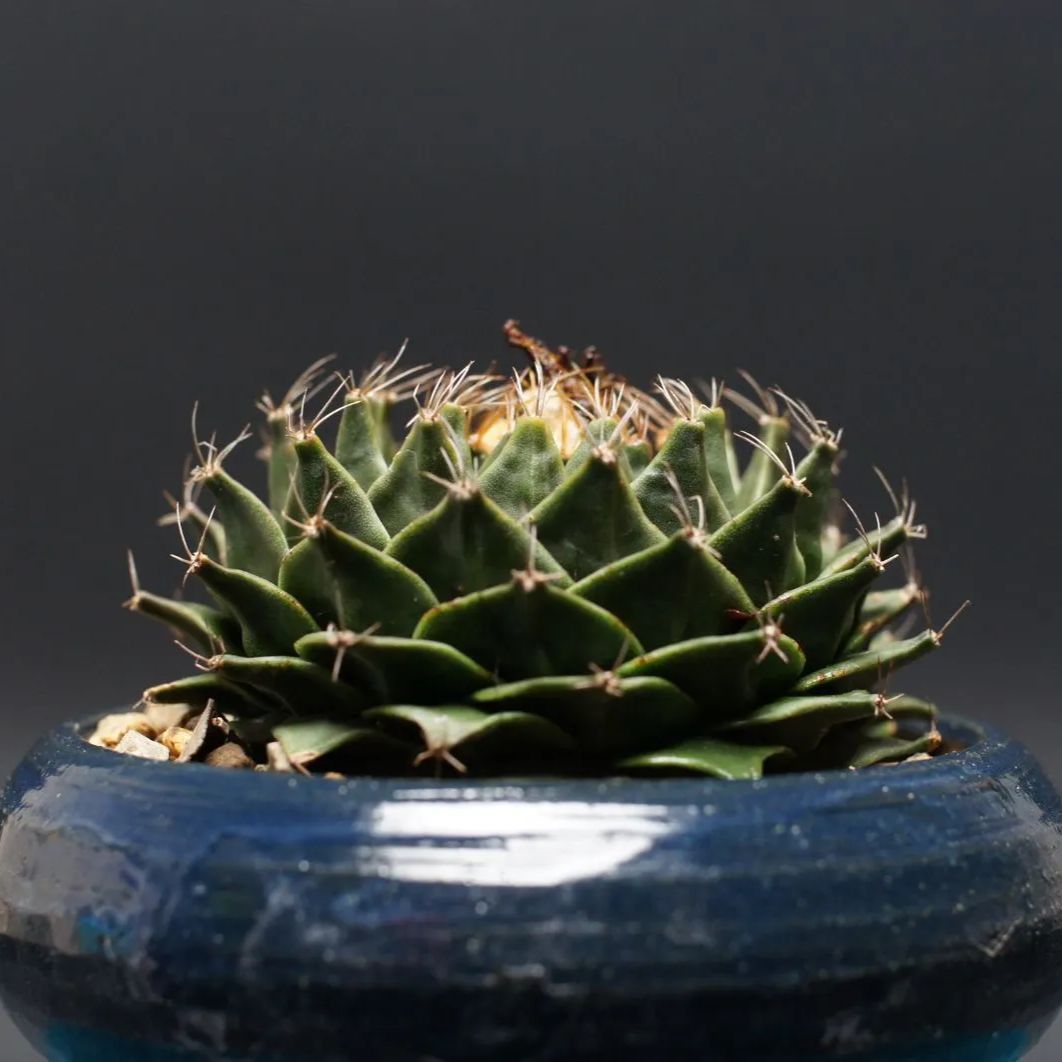 Obregonia denegrii オブレゴニア デニグリー 帝冠 管理2412