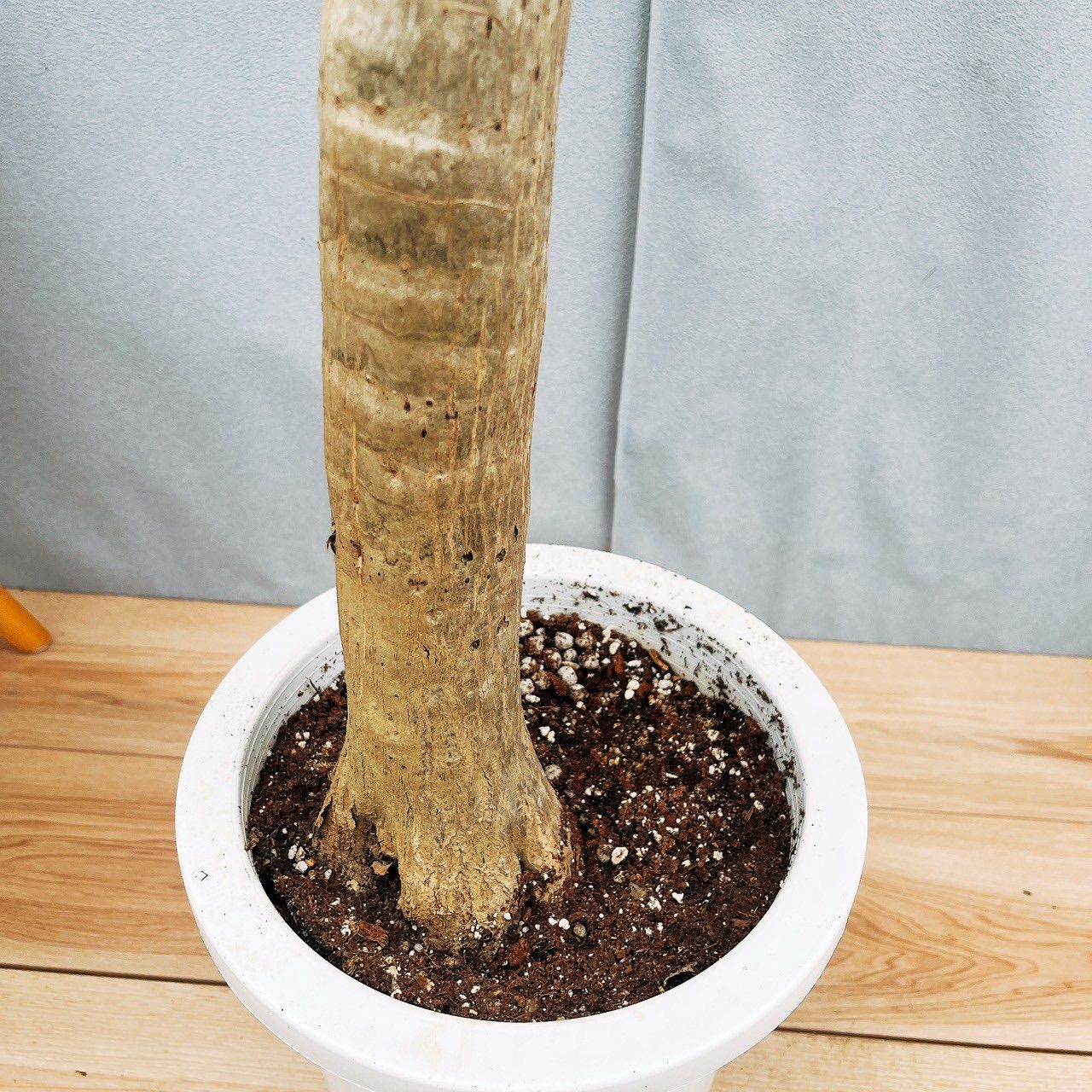 アロエ　メデューサ 現品］【希少】94番 アロエ メデューサ 8号 観葉植物 室内 大型