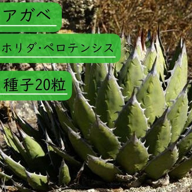 メーカー公式ショップ アガベ ホリダ 種子 200粒 Agave horrida subsp