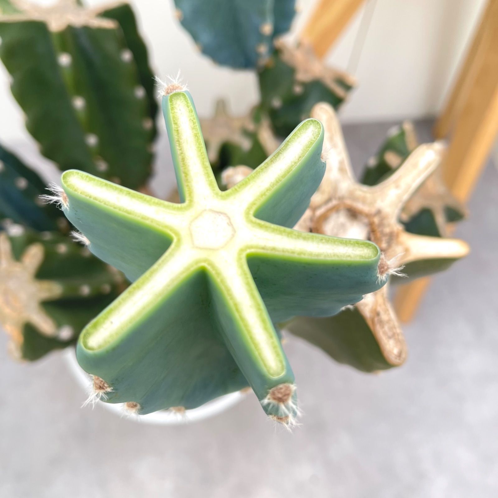 ドライガーデン