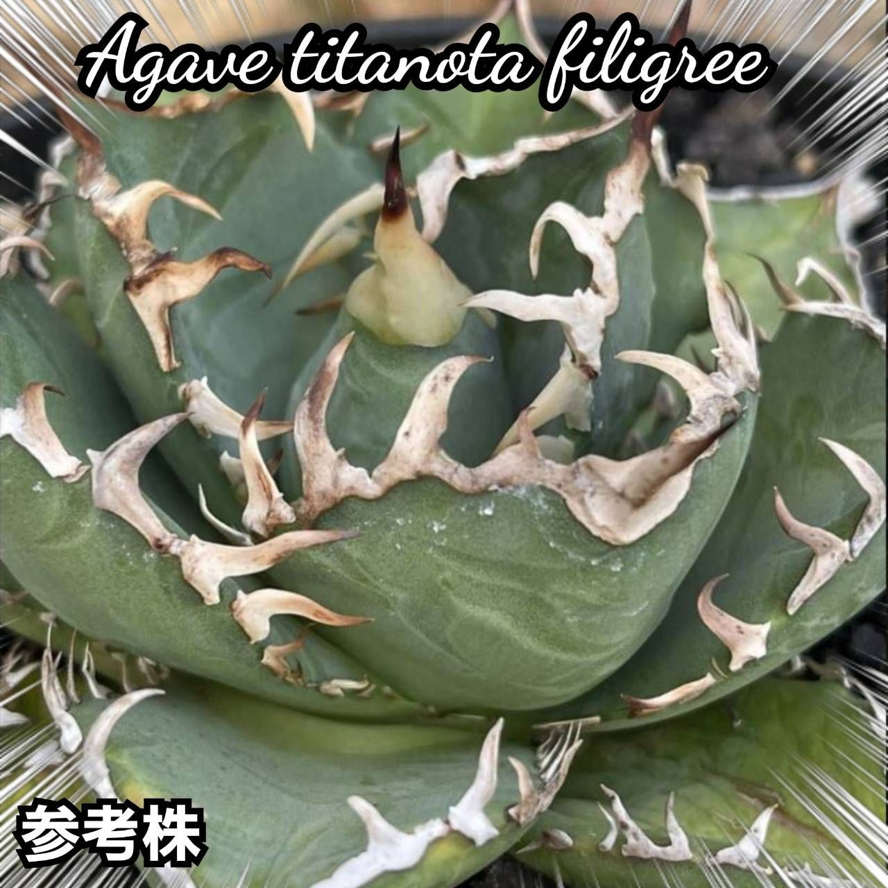 アガベ チタノタ フィリグリー 板鋸歯 アガベ チタノタ フィリグリー