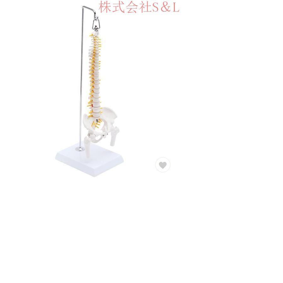 1/2サイズ 高精度 グニャと背骨を動かせる ミニ脊柱模型 約45cm 61wpwlZxX-L._UF350,350_QL50_.jpg