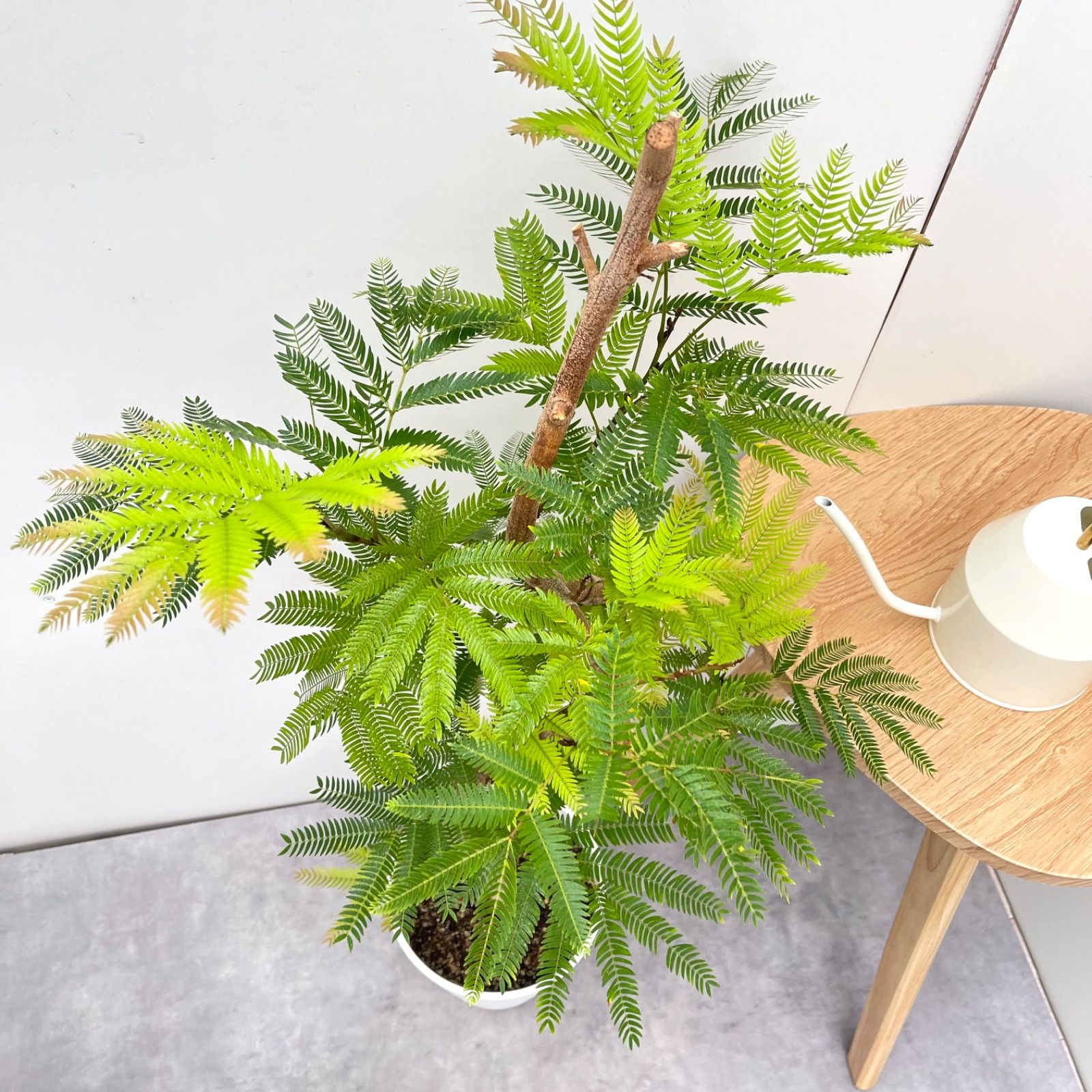 観葉植物 エバーフレッシュ 曲がり 6【現品】観葉植物 室内 7号