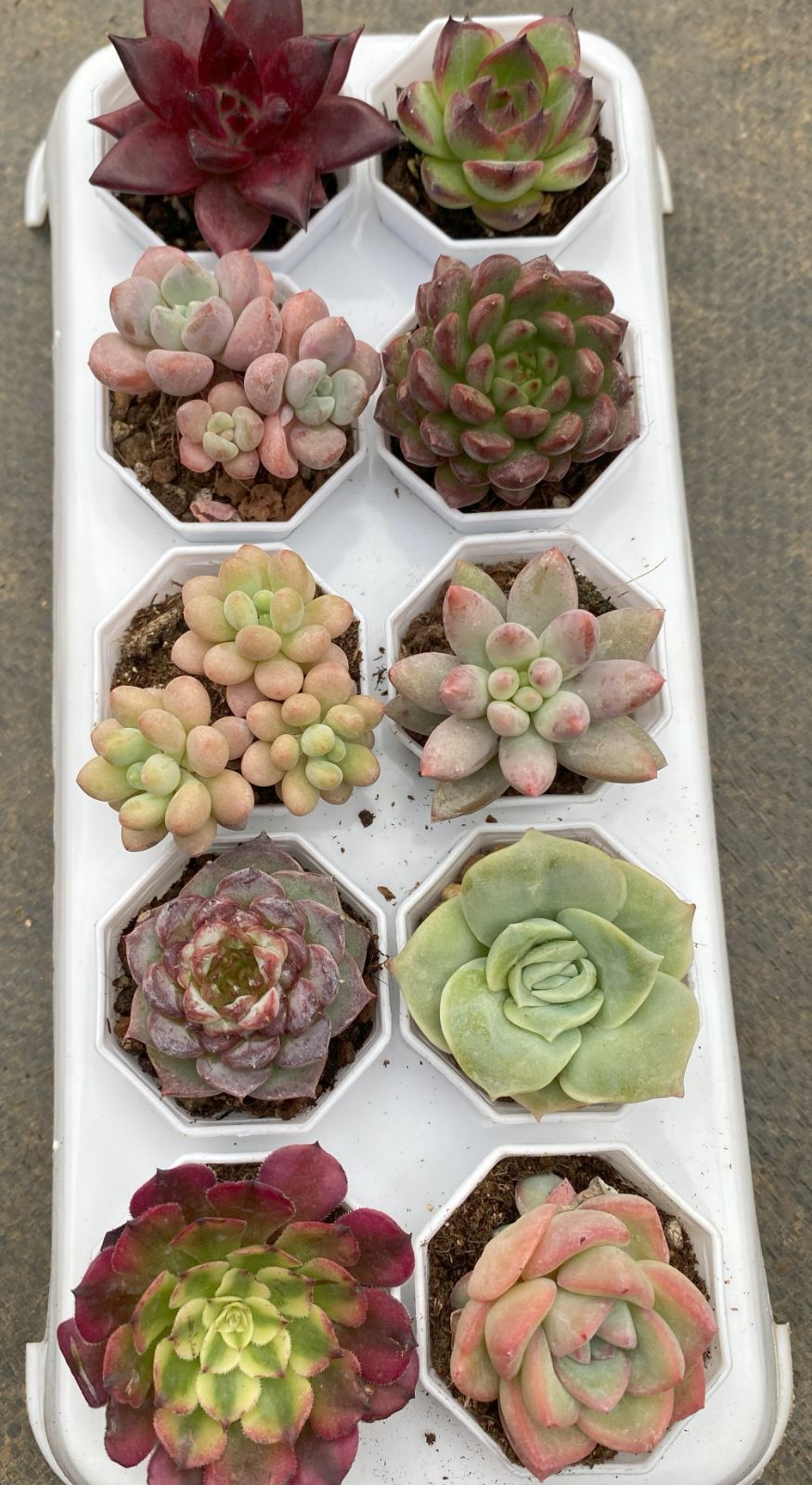 裸苗 韓国苗入り＊多肉植物10種トレー苗セット＊寄せ植えや