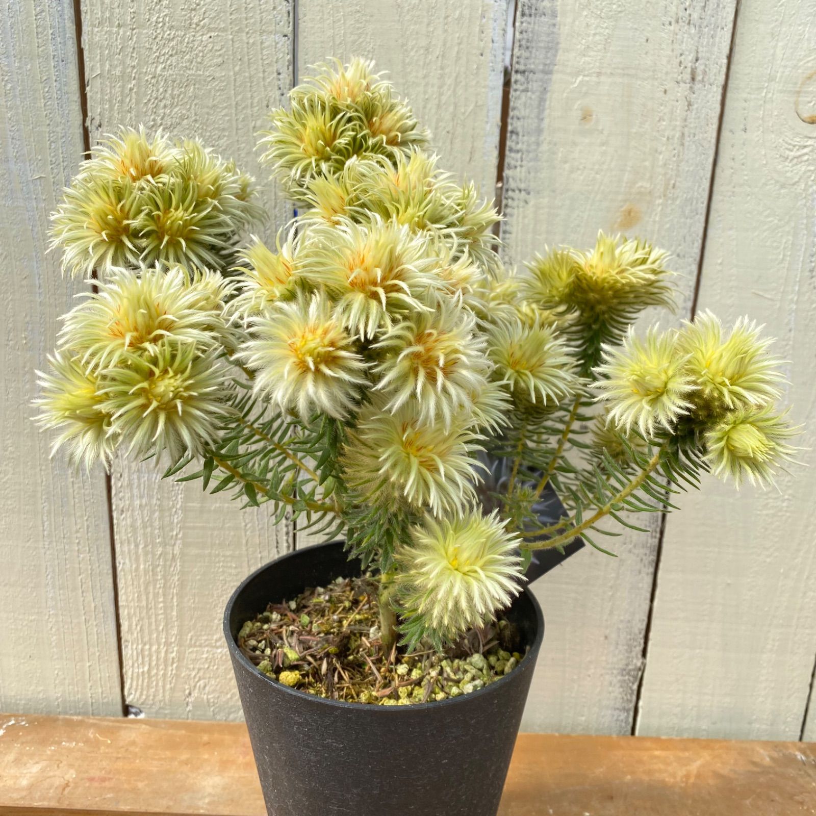 Amazon｜鉢花 観葉植物：フィリカ プベッセンス ワフトフェザー