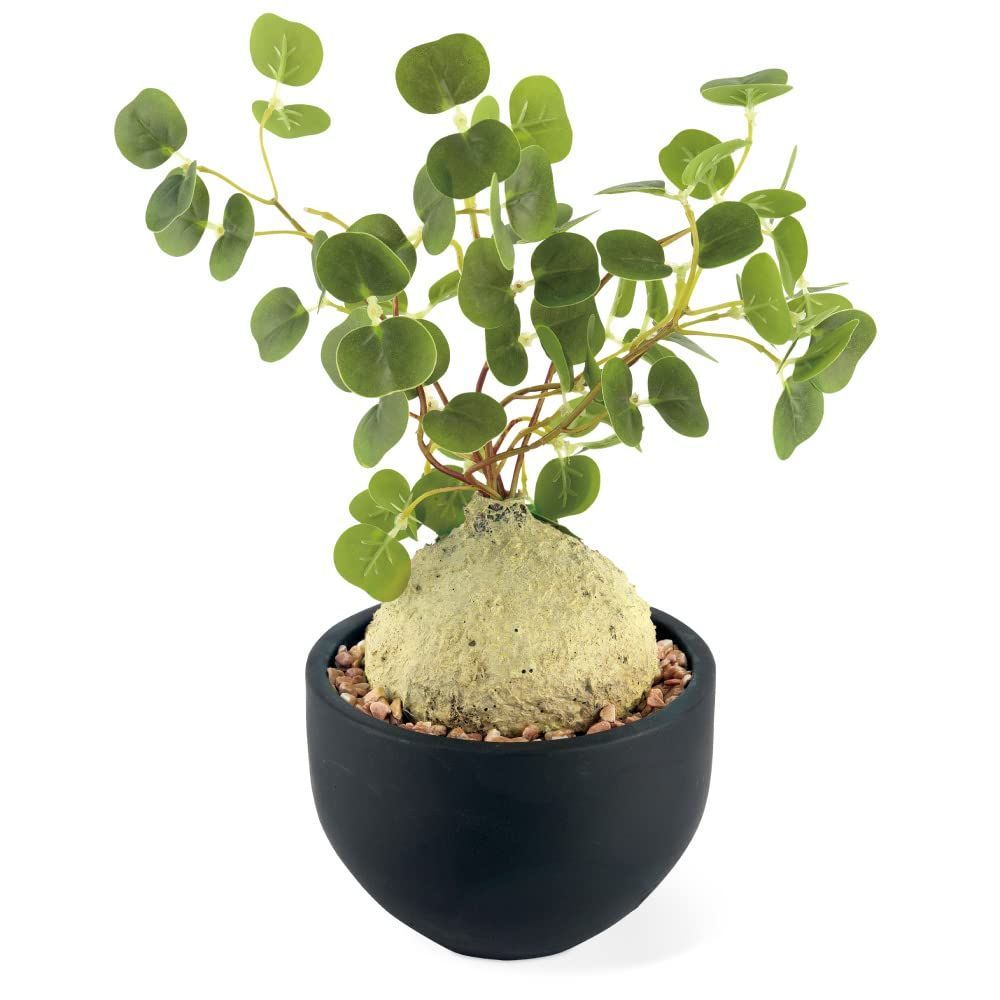 ラフィオナクメ　ベルチナ　巨大　塊根植物 数量限定】ラフィオナクメ コーデックス 塊根植物 おしゃれ 多肉