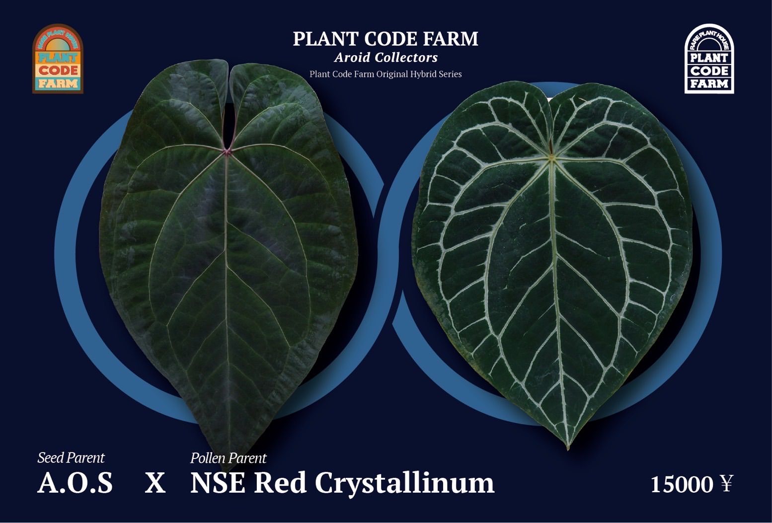 Anthuroom】Anthurium 'Ace of Spades' x 'Red crystallinum'(NSE