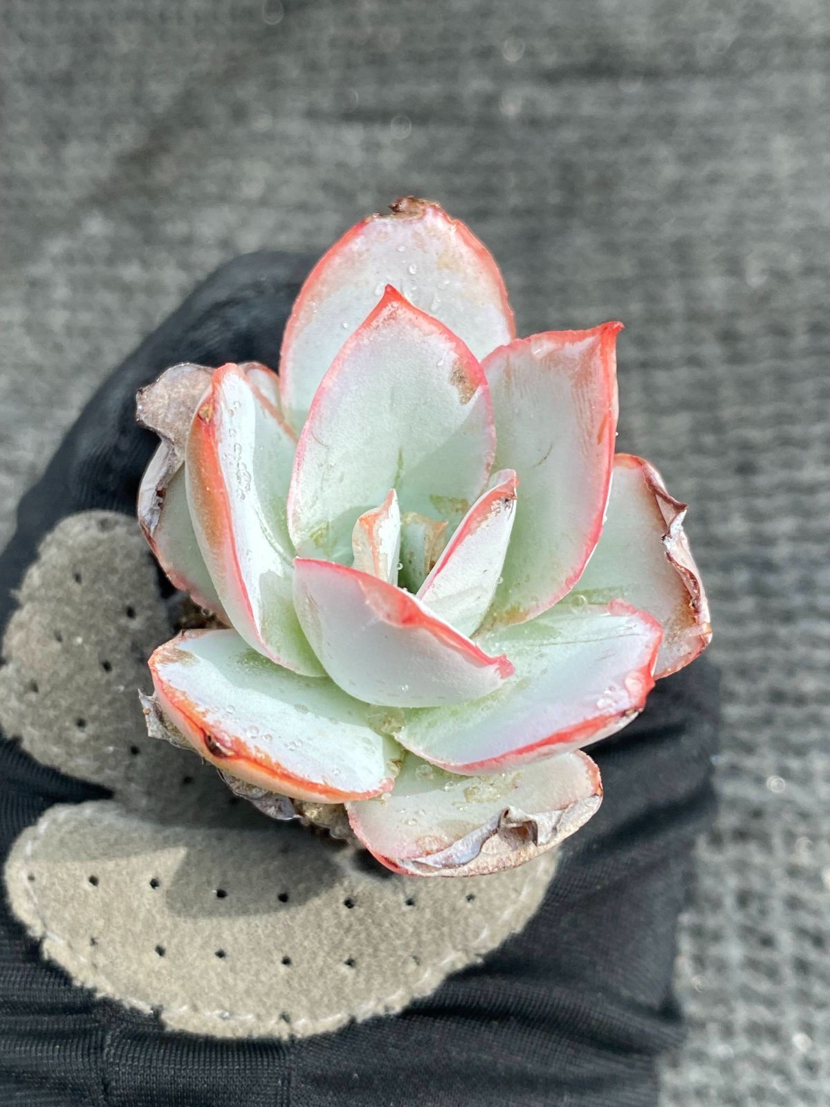 新入荷 カンテ 鮮やかな72苗セット 土と根付き 多肉植物 エケベリア属 韓国苗 サボテン 詰め合わせ 寄せ植え 777